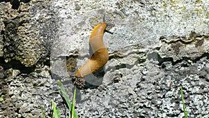A brown slug climbing up a wall