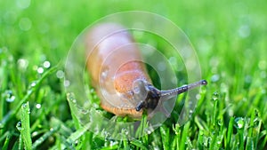 Brown slug crawling across green lawn with little dew drops