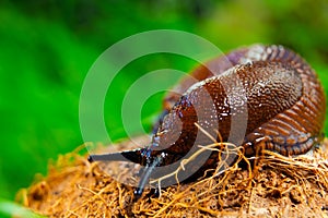 Brown slug crawling on a tree stump against a grass background