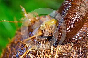 Brown slug crawling on a tree stump against a grass background