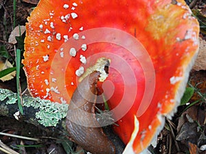 Brown slug eating a mushroom in the village of Teillor, Galicia, Spain, Europe