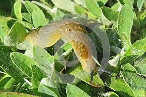 Brown slug on green leaves, closeup