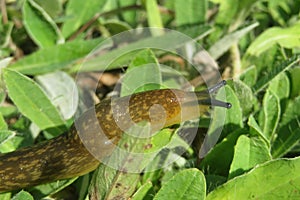 Brown slug on green leaves, closeup
