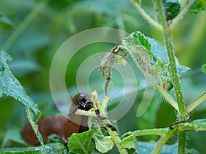 Brown slug sits on a green plant and eats