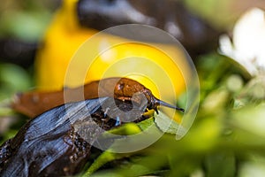 A brown slug on vegetable waste in a composter