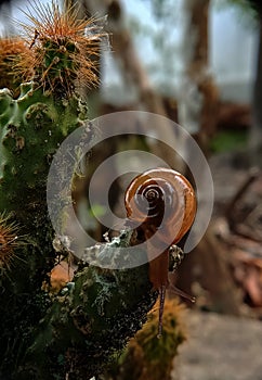 brown slugs on old wood