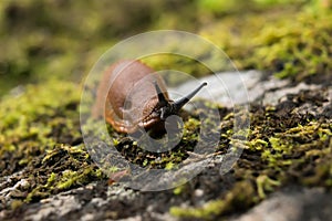 Brown slugs are an undesirable species in