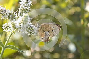 Brown small Butterfly and white beautyfull flower