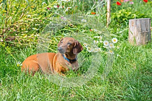 Brown small dog lies on the meadow among lush green grass