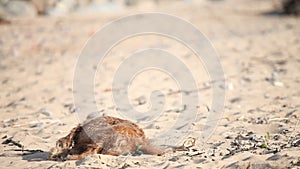 Brown small dog wallowing on beach in sand