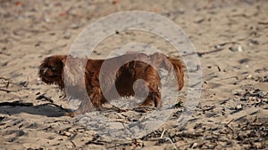 Brown small dog wallowing on beach in sand