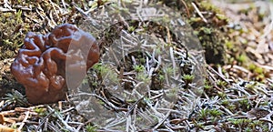 Brown small gyromitra mushroom in spring forest