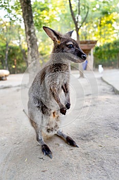 Brown small kangaroo with stand and look to ride side and stay in part of the garden with relax action