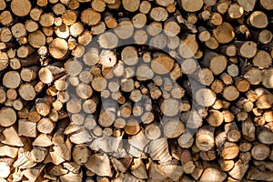 Brown small sawed tree stumps background texture
