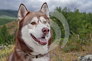 Brown smiling husky dog on cloudy background of wooded mountains.