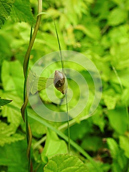 Brown snail on bent, Lithuania