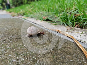 Brown snail with circular shell