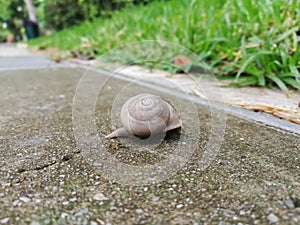 Brown snail with circular shell