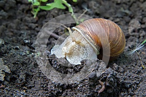 A brown snail close-up against the background of the ground.