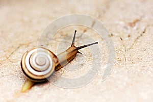 Brown snail crawling on concrete