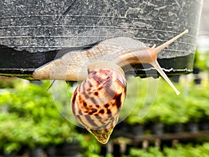 Brown snail crawling, plant pot, green backdrop