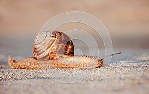 Brown snail crawling in the sand at sunrise