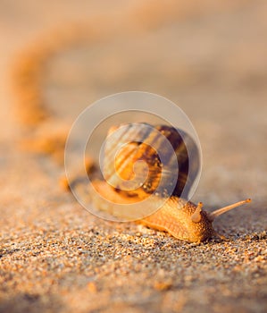 Brown snail crawling in the sand at sunrise