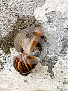 Brown snail crawling, white old wall, daytime