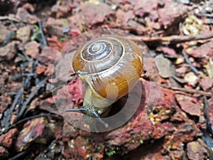 Brown Snail in forest