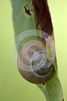Brown snail gastropoda phyla minori