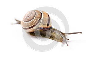 Brown snail on isolated white background