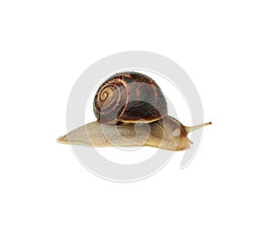 Brown snail isolated on white background