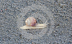 Brown snail, land snail, terrestrial pulmonate gastropod