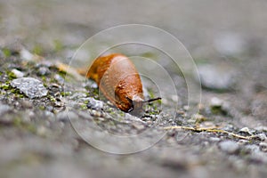 Brown snail, land snail, terrestrial pulmonate gastropod molluscs.