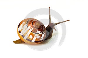 Brown snail and lettering - wireless network wi-fi symbol