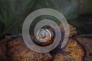 Brown snail on a mushroom