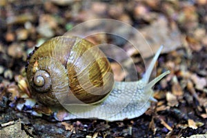 A brown large land snail on the path in the forest