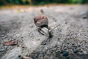 Brown snail portrait on the ground