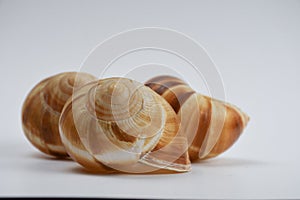 Brown snail shells on white background.