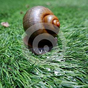 A brown snail with spiral-shape shell crawling on a synthetic grass