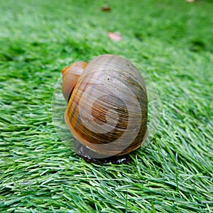 A brown snail with spiral-shape shell crawling on a synthetic grass