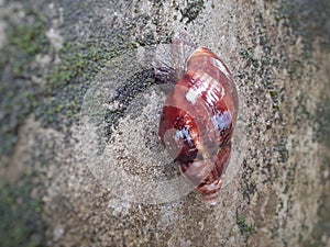 Brown Snail walking on the wall