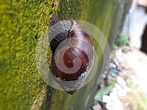 Brown Snail walking on the wall