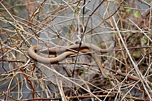 Brown Snake