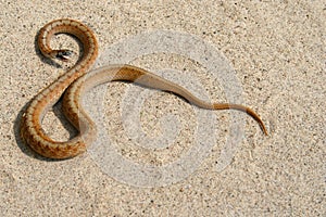 Brown Snake