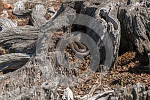 Brown Snake Basking in the Sun