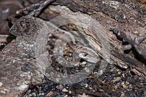 Brown Snake crawling through debris on the ground