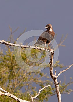 Brown Snake Eagle