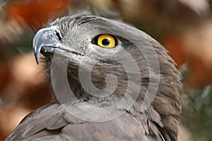 Brown Snake Eagle