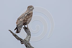 Brown Snake eagle